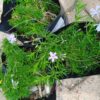92531-scaled-1 Phlox Subulata 'Creeping Phlox' Blue 4L