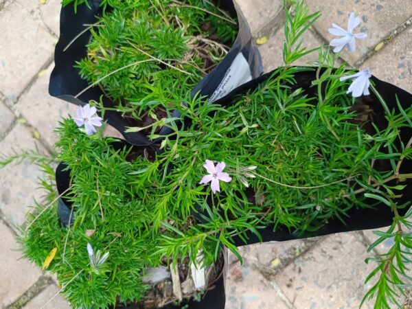 92531-scaled-1 Phlox Subulata 'Creeping Phlox' Blue 4L