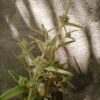 Phlomis Italica 4L