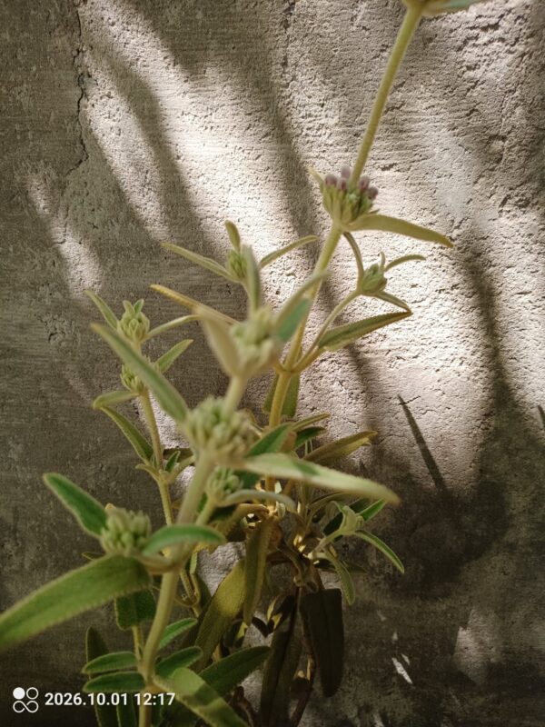 Phlomis Italica 4L