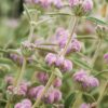 Phlomis Italica 4L