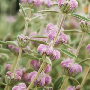Phlomis Italica 4L