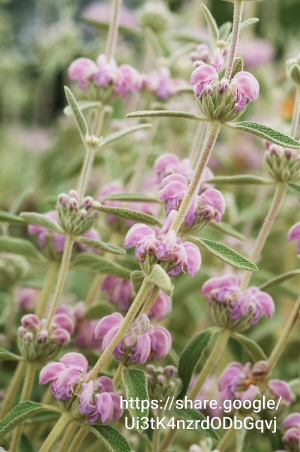 Phlomis Italica 4L