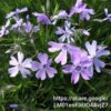 92546 Phlox Subulata 'Creeping Phlox' Blue 4L