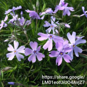 Phlox Subulata 'Creeping Phlox' Blue 4L