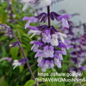 Salvia Phyllis Fancy 4l