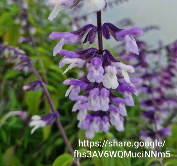 Salvia Phyllis Fancy 4l