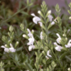 92577 Salvia Greggii White 4L