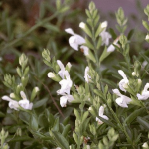 Salvia Greggii White 4L
