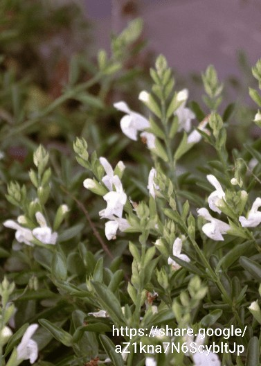 92577 Salvia Greggii White 4L