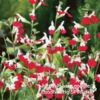 Salvia Greggii Hot lips 4l