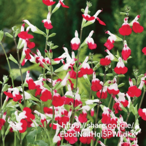 Salvia Greggii Hot lips 4l