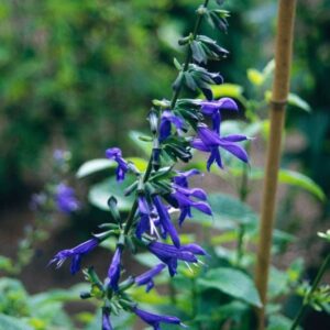 Salvia Guaranitica Blue Enigma