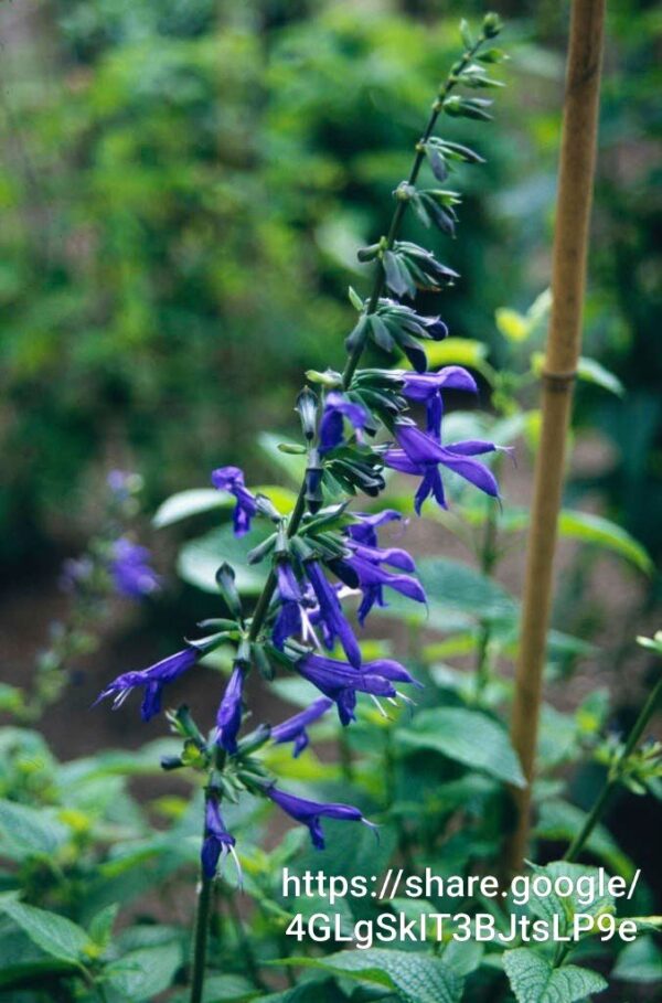 92590 Salvia Guaranitica Blue Enigma