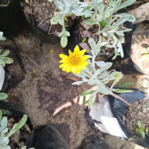 Grey Gazania Yellow 4l
