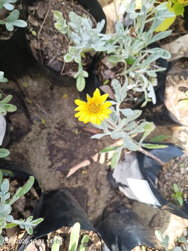 92598-scaled-1 Grey Gazania Yellow 4l