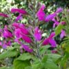 Salvia Dorisiana 4l