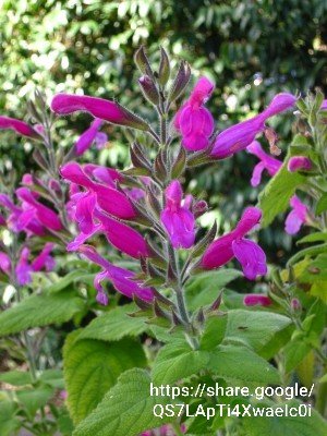 Salvia Dorisiana 4l