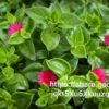 Aptenia Cordifolia 4l