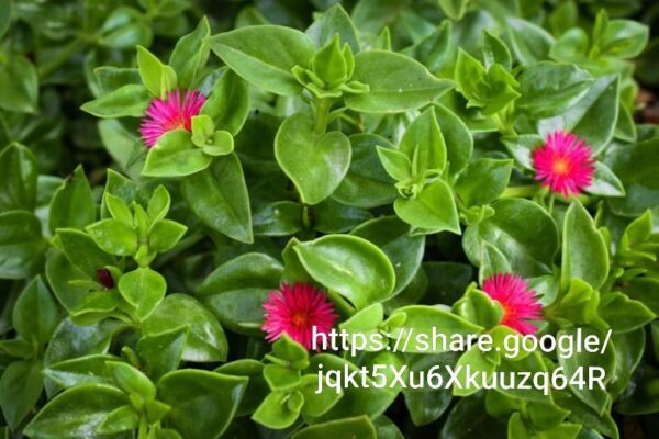Aptenia Cordifolia 4l