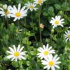 Felicia Amelloides White 4l