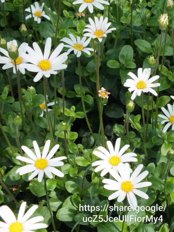 Felicia Amelloides White 4l