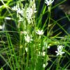 92626 Ornithogalum Juncifolium 4l