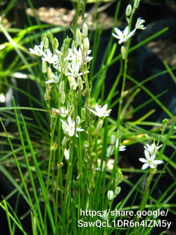 92626 Ornithogalum Juncifolium 4l