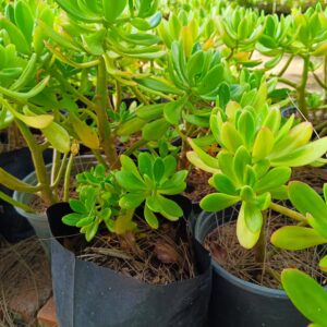 Crassula Ovata 4l