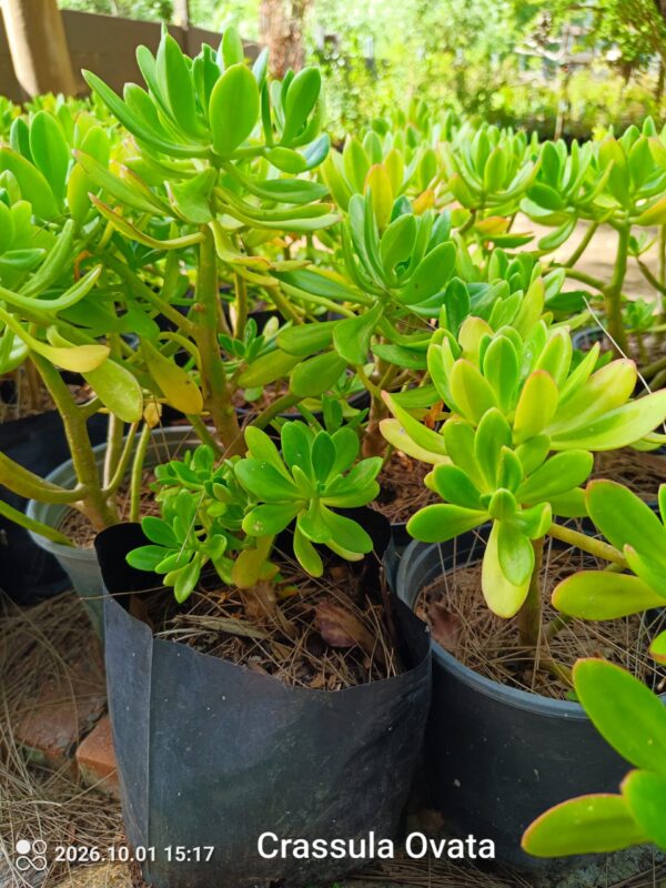 92635-scaled-1 Crassula Ovata 4l