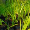 92636-scaled-1 Dietes Grandiflora 4l