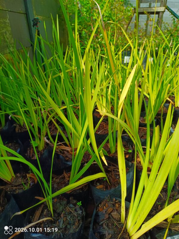 92636-scaled-1 Dietes Grandiflora 4l