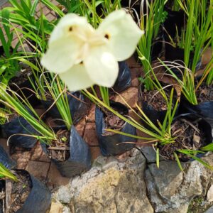 Dietes Bicolor 4L