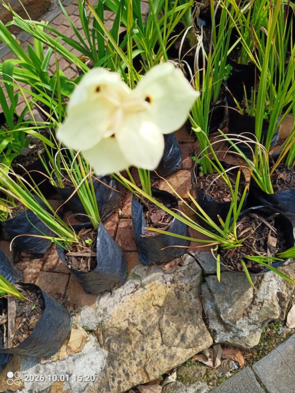 Dietes Bicolor 4L