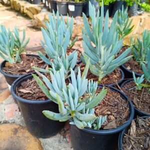 Blue Chalk sticks (Senecio Serpens) 4L