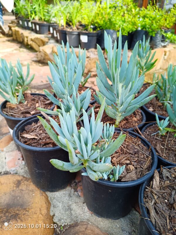 92640-scaled-1 Blue Chalk sticks (Senecio Serpens) 4L