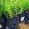 Hyssopus officinalis 4l