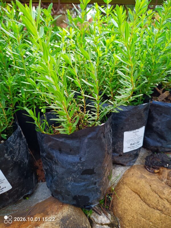 Hyssopus officinalis 4l
