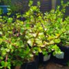 Portulacaria Agra Spekboom 4l