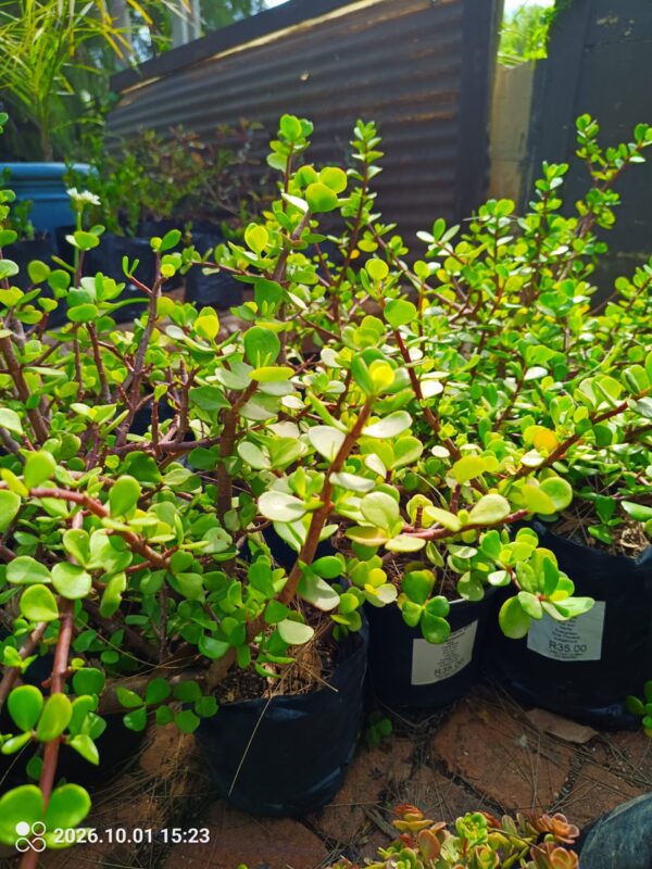 Portulacaria Agra Spekboom 4l