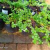 Convolvulus Mauritanicus 4l