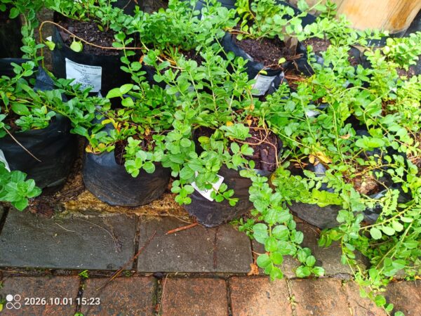 Convolvulus Mauritanicus 4l