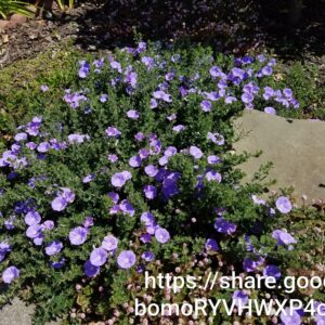 Convolvulus Mauritanicus 4l