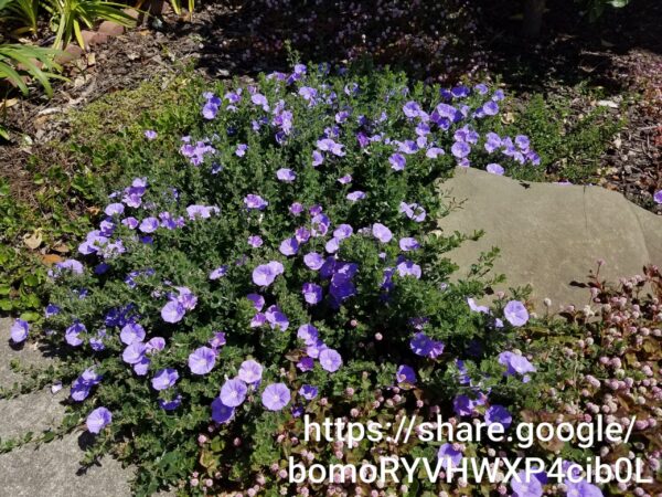 Convolvulus Mauritanicus 4l