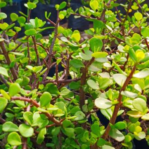 Portulacaria Agra Spekboom 4l