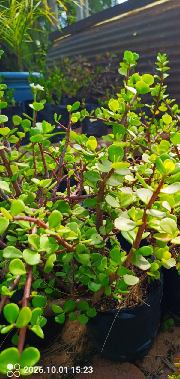 Portulacaria Agra Spekboom 4l