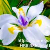 93020 Dietes Grandiflora 4l