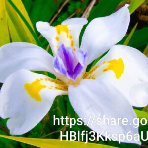 Dietes Grandiflora 4l