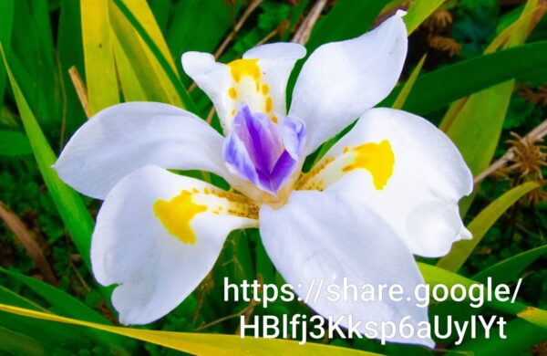 93020 Dietes Grandiflora 4l