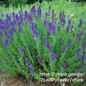 Hyssopus officinalis 4l